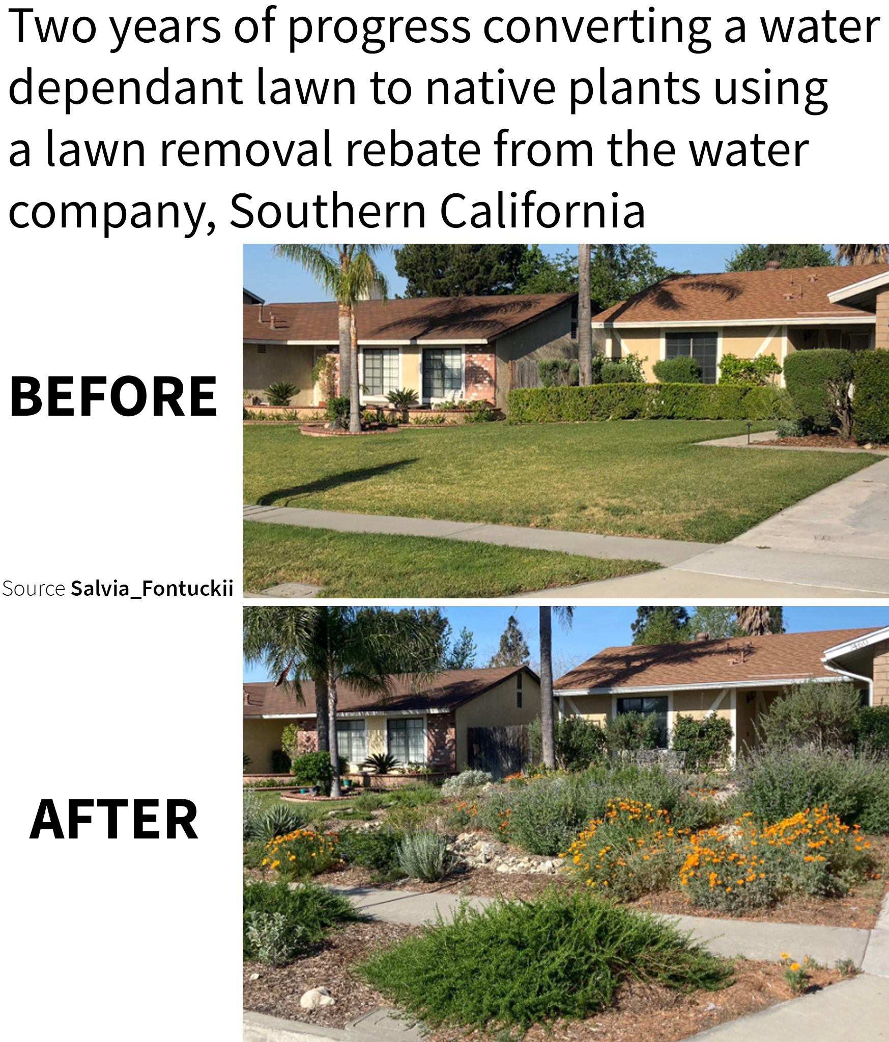 The meme is a humorous comparison between the before and after of a lawn. It shows a house with a lawn in the "before" picture, and a house with a garden in the "after" picture, with a caption that says "Two years of progress converting a water dependent lawn to native plants using a lawn removal rebate from the water company, Southern California". The joke is that the house's lawn has been replaced with a garden, implying that the owner has made a successful effort to reduce their water usage.